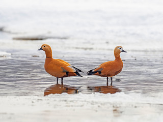 The ruddy shelduck (Tadorna ferruginea) is a member of the family Anatidae.