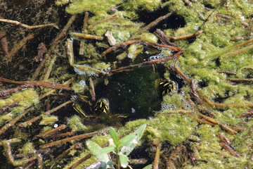 Slider turtle heads peaking through thick moss