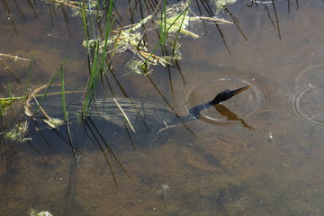 Anhinga swimming in water