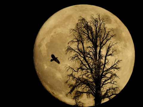 Raven and tree silhouetted by a full moon