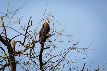 African Fish Eagle