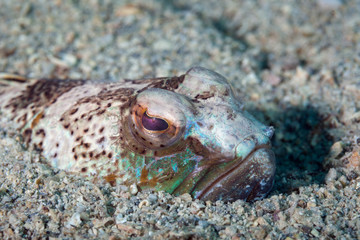 The greater weever dug in the sandy bottom, Adriatic Sea