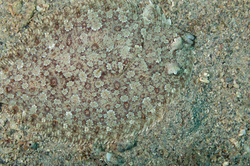 The common sole, Dover sole, or black sole (Solea solea) hidden in the sandy sea bottom
