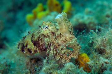 Fototapeta na wymiar Common cuttlefish from Hvar island, Croatia