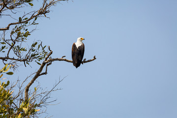 African Fish Eagle
