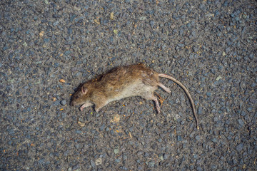Dead rat on the pavement in the city