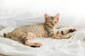 Fototapeta na wymiar cute Thai cat Sleeping on the bed And warm morning light