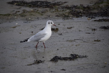 mouette oiseau