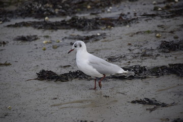 mouette oiseau