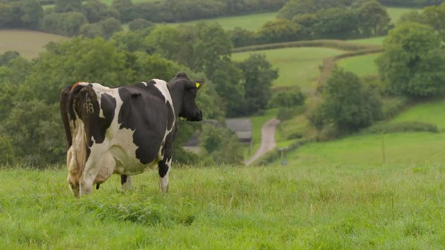 Rear view of a black and white cow standing on a hilltop overlooking a farmhouse, tilting to reveal Axminster