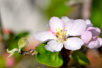 close-up of an Apple blossom