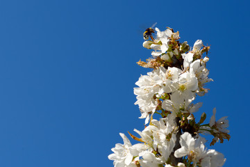 Spring Cherry Blossom, Prunus Cerasus Avium