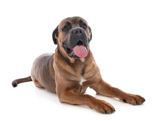 Obraz premium cane corso in studio