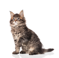 Maine Coon kitten
