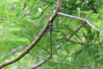 Great pondhawk dragonfly on a branch