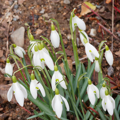 (Galanthus nivalis) Snowdrops which hangs down off and open outer white petals over inner petals...