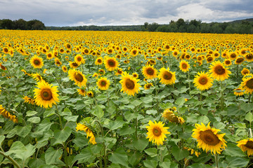 Large beautiful field of sunflowers