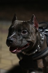 Portrait of a black staffer terrier dog against the backdrop of a night city.