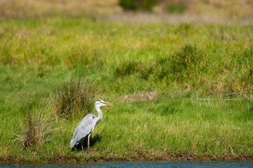 Great blue heron (Ardea herodias) standing on river bank looking right with blurred green grass in background