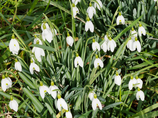 Common snowdrop (Galanthus nivalis) or snow piercers, one pendulous and bell-shaped white flower, tepals with green or greenish-yellow V-shaped mark, greyish-green leaves