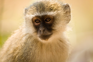 Vervet Monkey