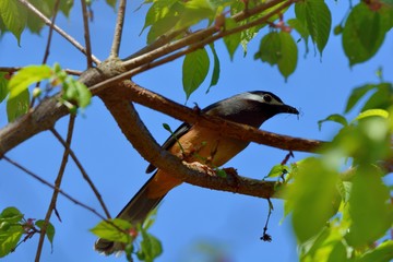 White-eared Sibia bird. (Heterophasia auricularis)