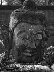 Fototapeta premium タイのチェンマイにあるワット・ウーモン。厳しい瞑想修 行の寺として有名。境内には野ざらしになった他の廃寺か らの石仏群、野生の鹿、ウサギなども生息している