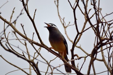White-eared Sibia bird. (Heterophasia auricularis)