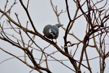White-eared Sibia bird. (Heterophasia auricularis)