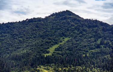Carpathian forest landscape