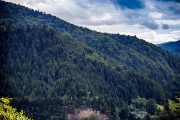 Fototapeta na wymiar Carpathian forest landscape
