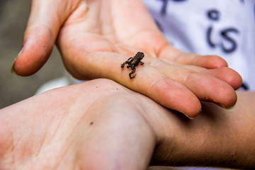 small frog on hand