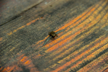 small frog on wooden table