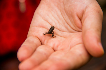 small frog on hand