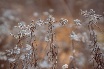 Dried flowers on the grass in the dry forest