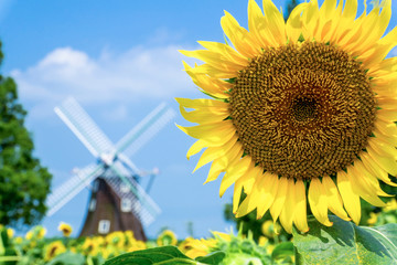 ひまわりと風車