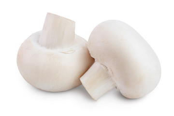 Fototapeta na wymiar Fresh mushroom champignon isolated on white background with clipping path