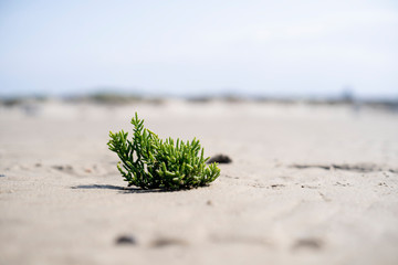 Seegras am Strand Nordsee