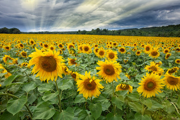 Large beautiful field of sunflowers - 323606293