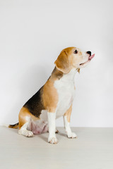 Beagle dog.