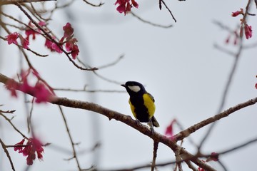 Green-backed Tit bird (Parus monticolus)