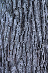 Fototapeta premium blue tree bark as background