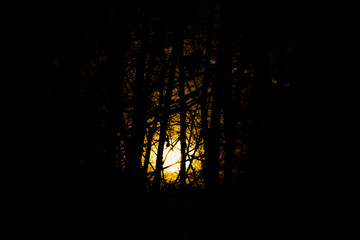 sunset through the black trees in the forest
