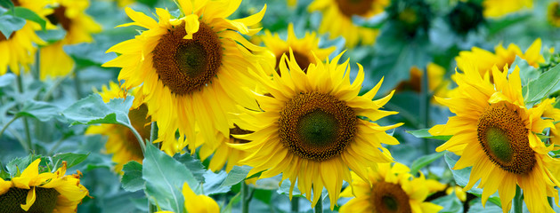 Large beautiful field of sunflowers