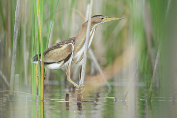 Little bittern no 1