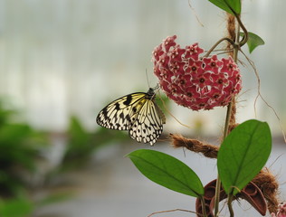 Tropische Schmetterlinge in der Schmetterlingsfarm Trassenheide