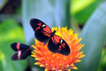 Tropische Schmetterlinge in der Schmetterlingsfarm Trassenheide