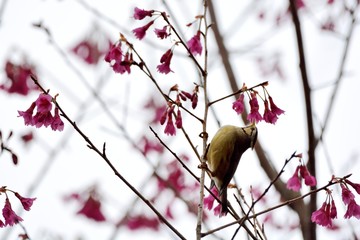 Crowned thrush bird (Yuhina brunneiceps) is endemic to Taiwan