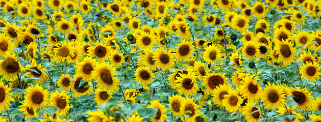 Large beautiful field of sunflowers
