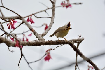 Crowned thrush bird (Yuhina brunneiceps) is endemic to Taiwan